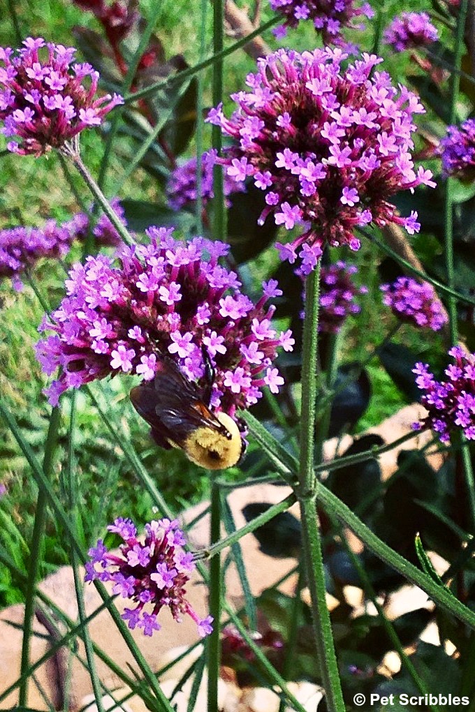 a bee enjoying Verbena flowers