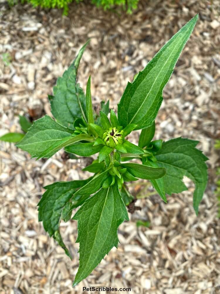 black eyed susan leaves