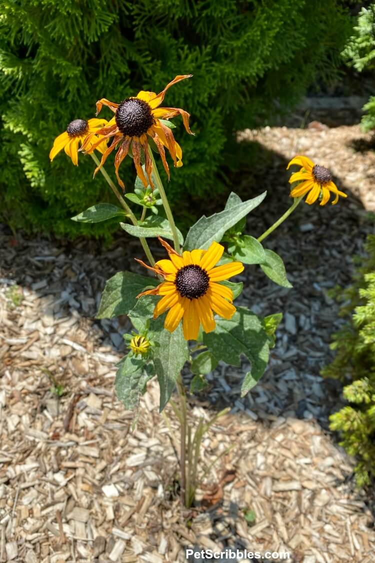 black eyed susans blooming after plants eaten by rabbits