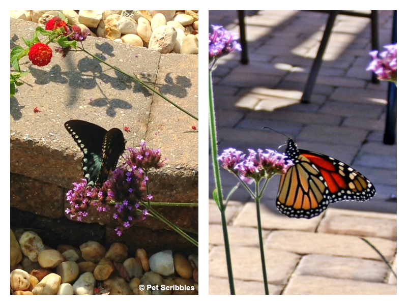 butterflies on verbena bonariensis