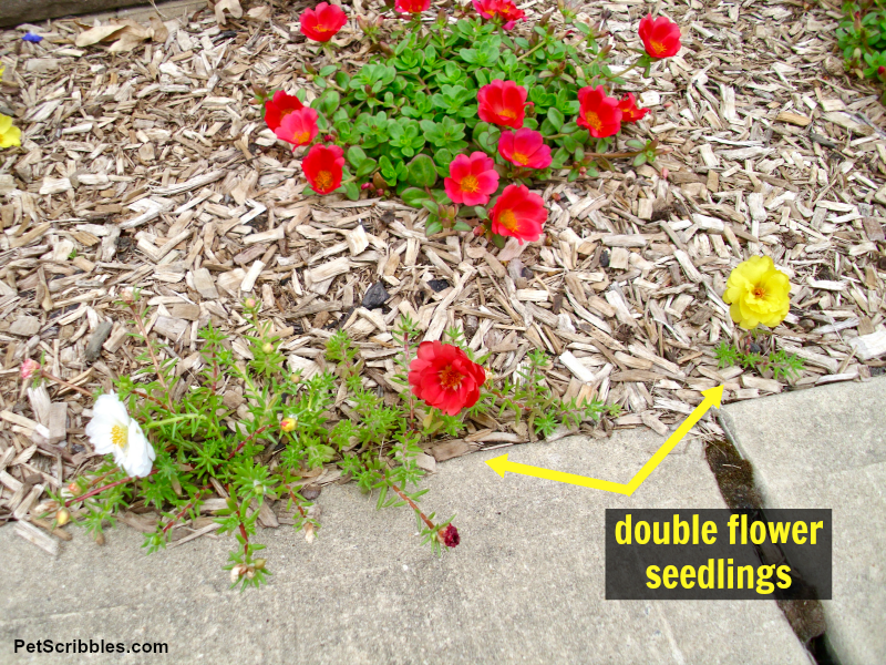 double-flower portulaca seedlings