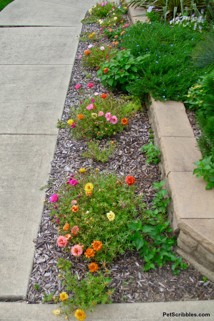 double-flower rose moss portulaca