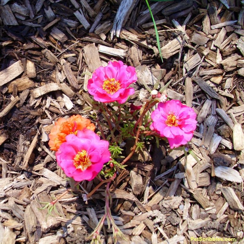 double-flowered portulaca seedling