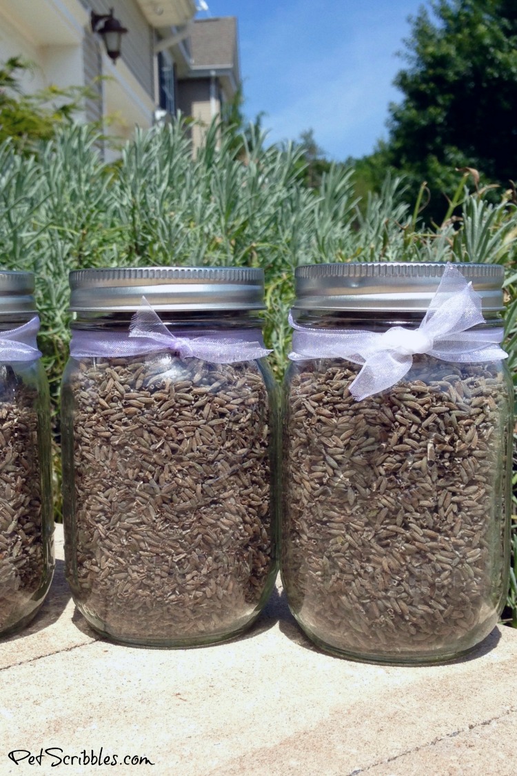 dried lavender flowers in mason jars