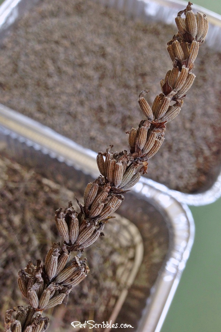 dried lavender stem close up