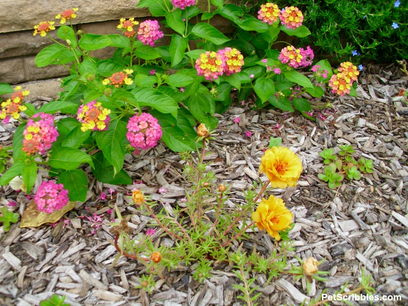 lantana and rose moss portulaca