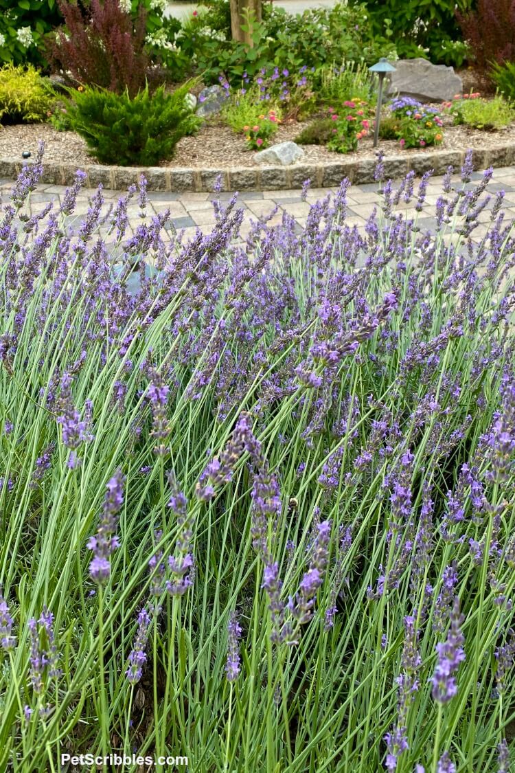 lavender field in your own garden