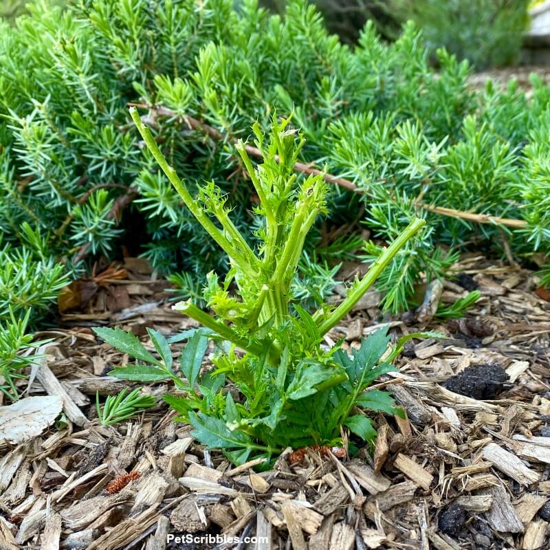 marigold eaten by rabbits