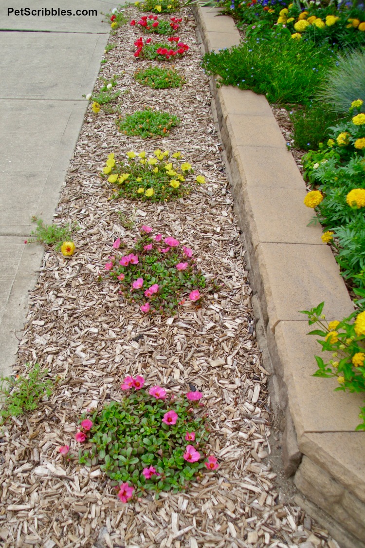 colorful moss rose portulaca in the Summer garden