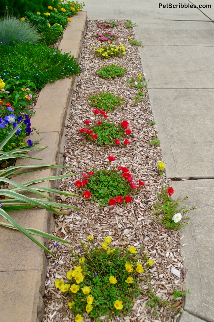 moss rose portulaca planted in a garden strip