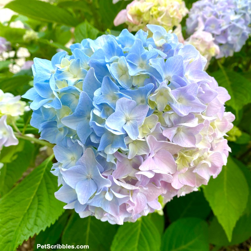 multi-color hydrangea flower in shades of blue, lavender and violet