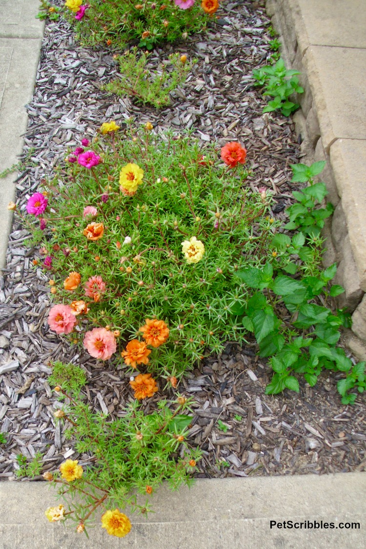 multi-color rose moss portulaca