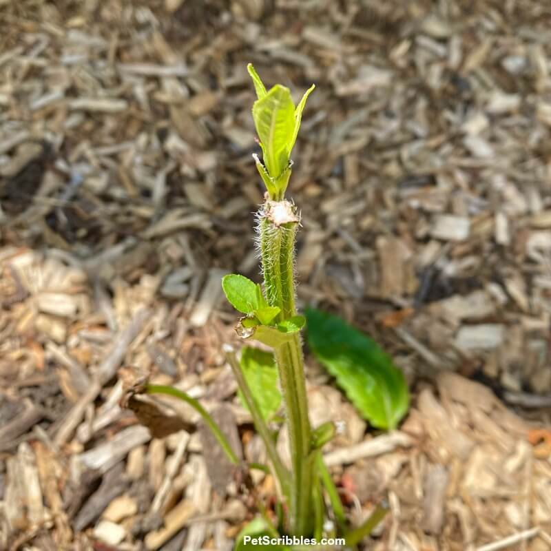 new leaves on a rabbit-eaten black eyed susan