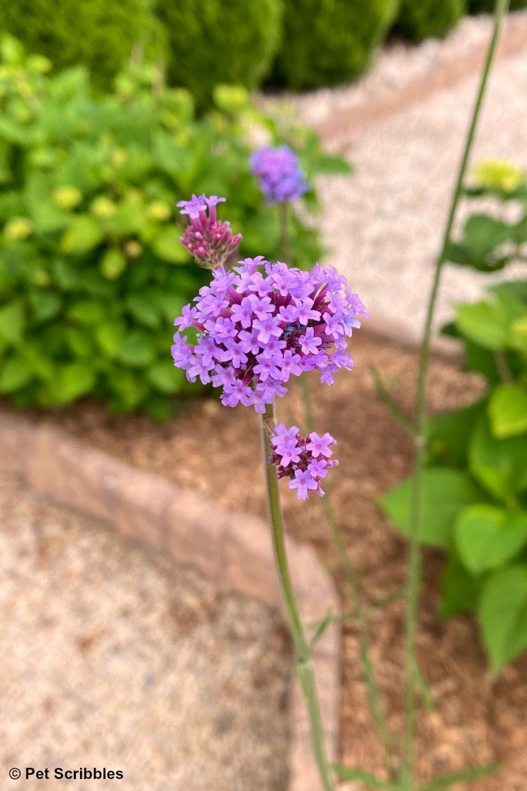 newly opened purple Verbena flower