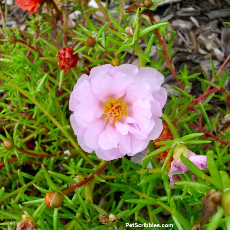 pale pink double-flowered portulaca