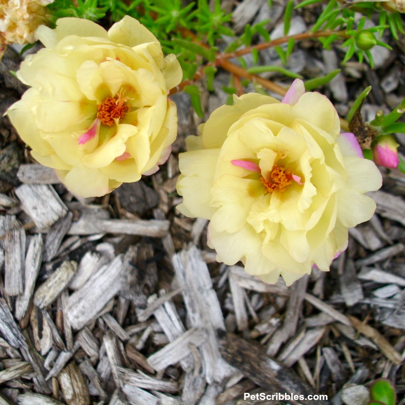 pale yellow double-flowered portulaca