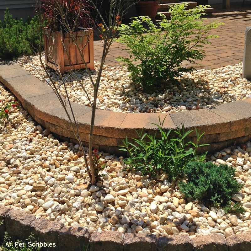 patch of Verbena growing through decorative river stones