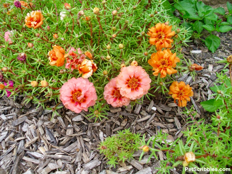 peach and orange portulaca