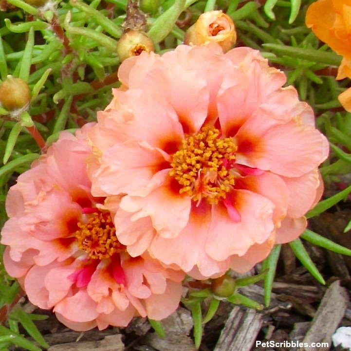 peach double-flowered portulaca