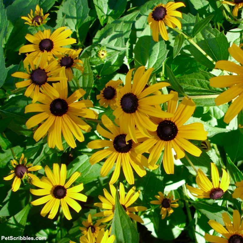 Rudbeckia fulgida Goldsturm perennial black eyed susans