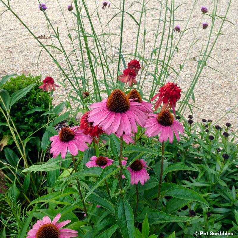 pink coneflowers in the garden