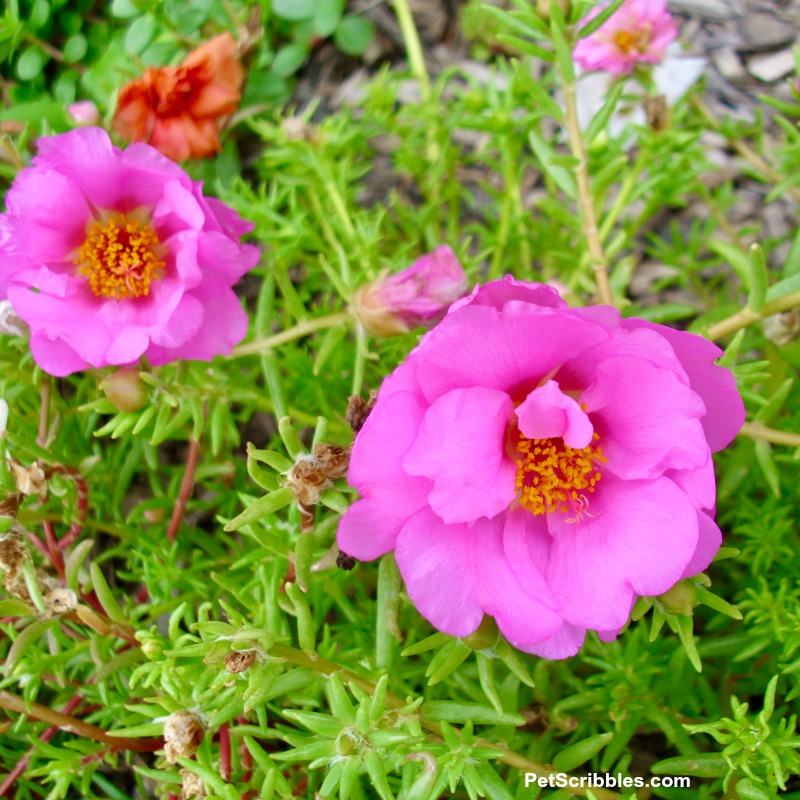 pink double-flowered portulaca