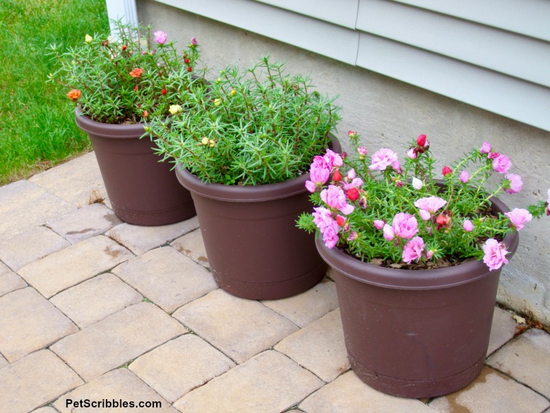 container pots filled with portulaca