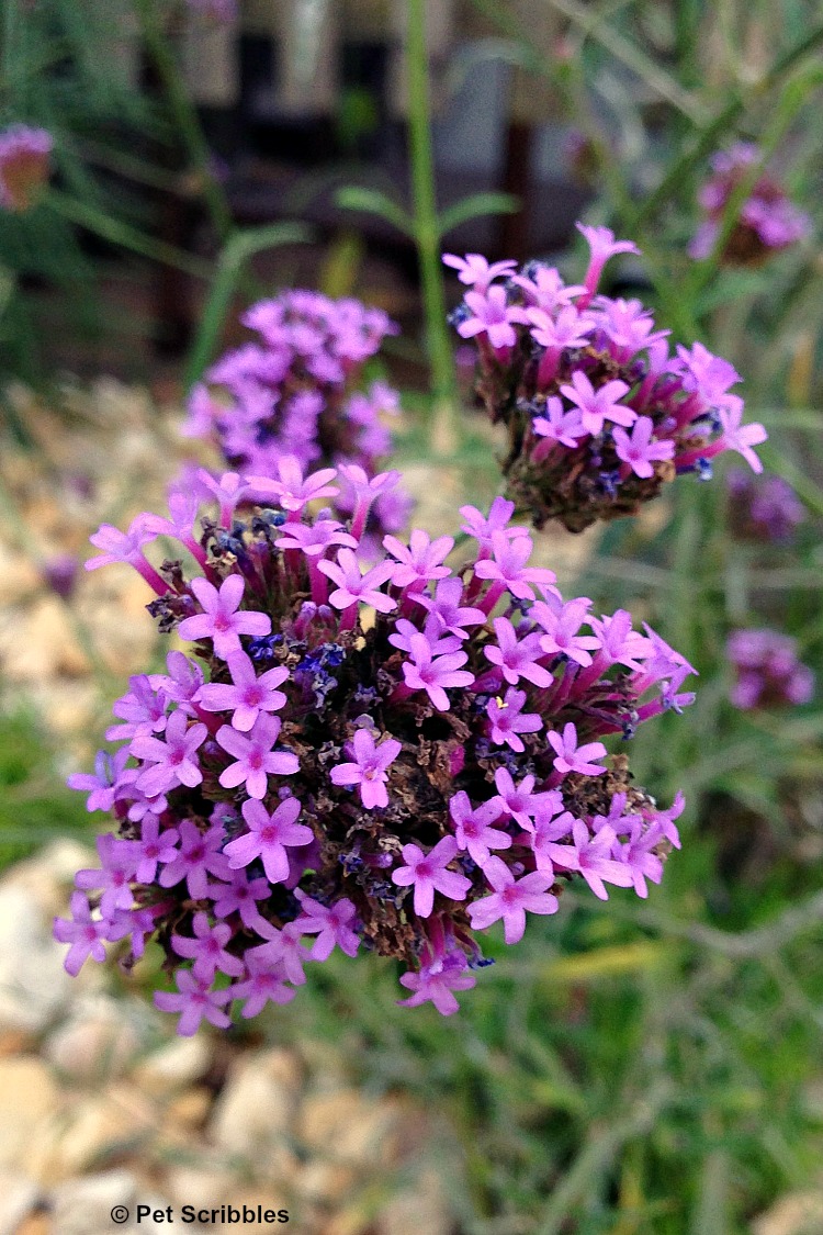 purple tall verbena flowers