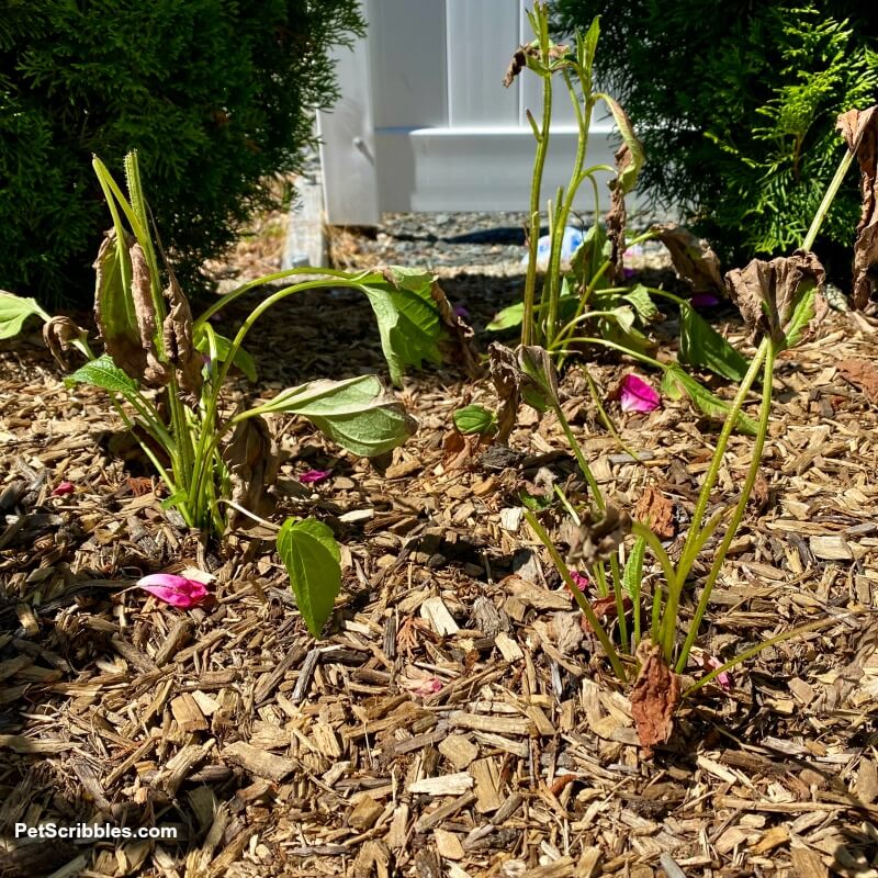 black eyed susan plants eaten by rabbits