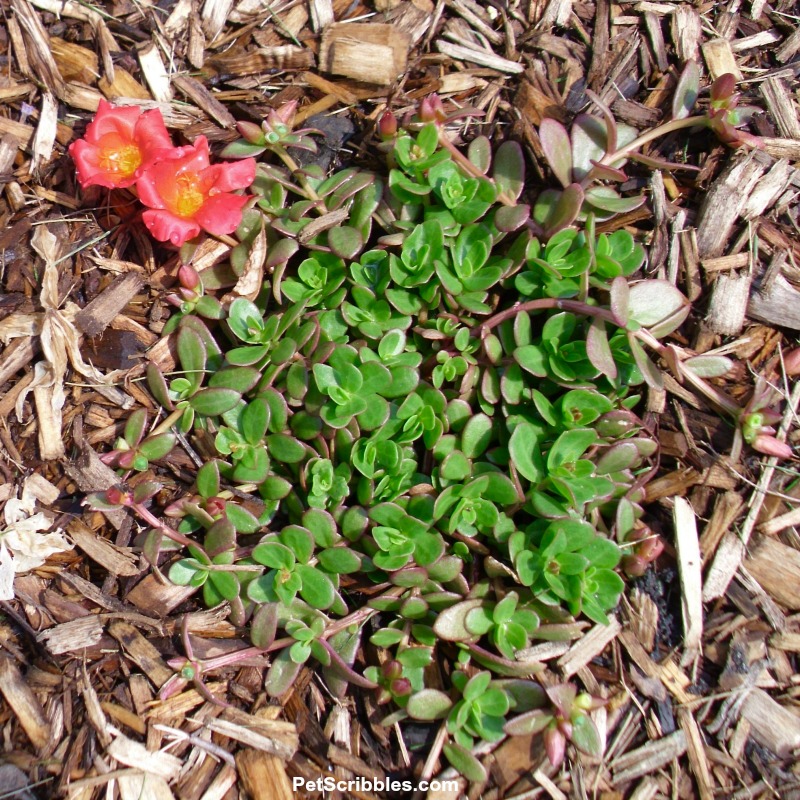 red portulaca seedling