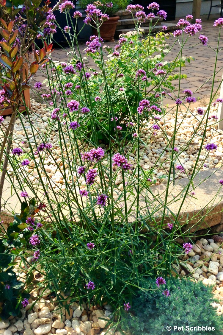 self-seeding flowers of perennial Verbena