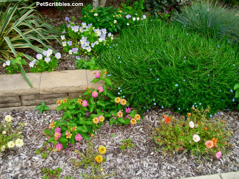 small Summer garden flowers