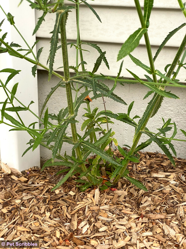 stems and leaves at base of verbena bonariensis