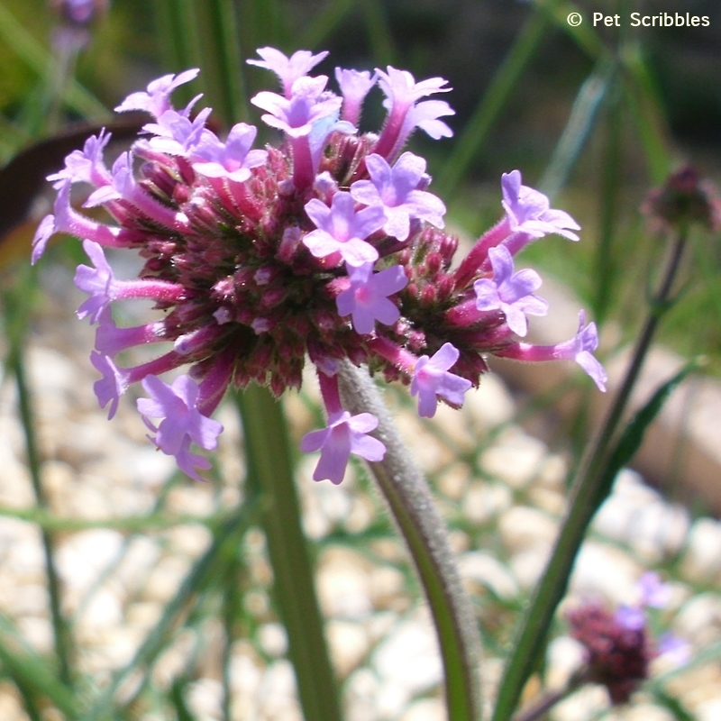 verbena bonariensis flowers up close