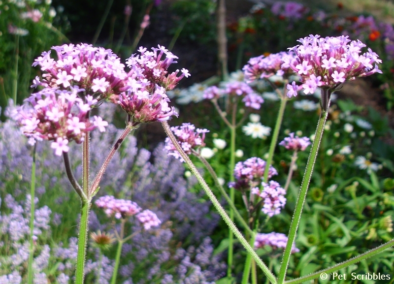 several Verbena bonariensis flowers up close