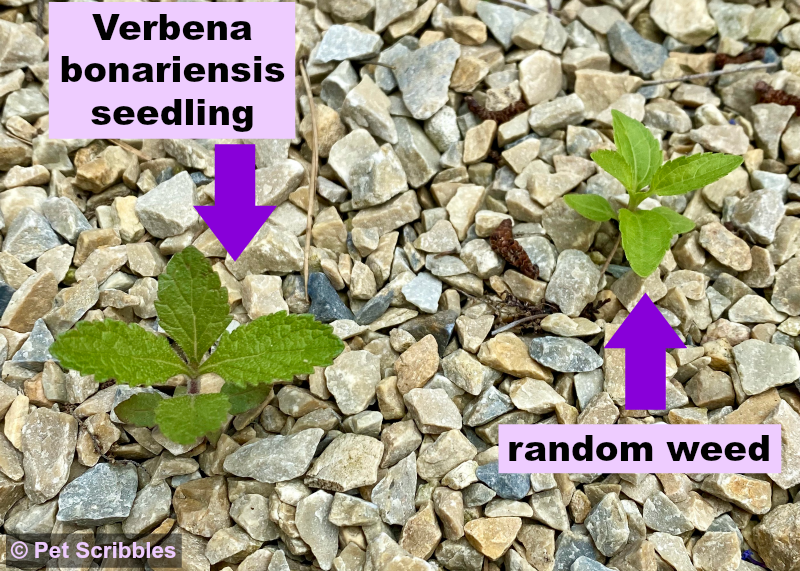 picture of verbena bonariensis seedling versus a random weed