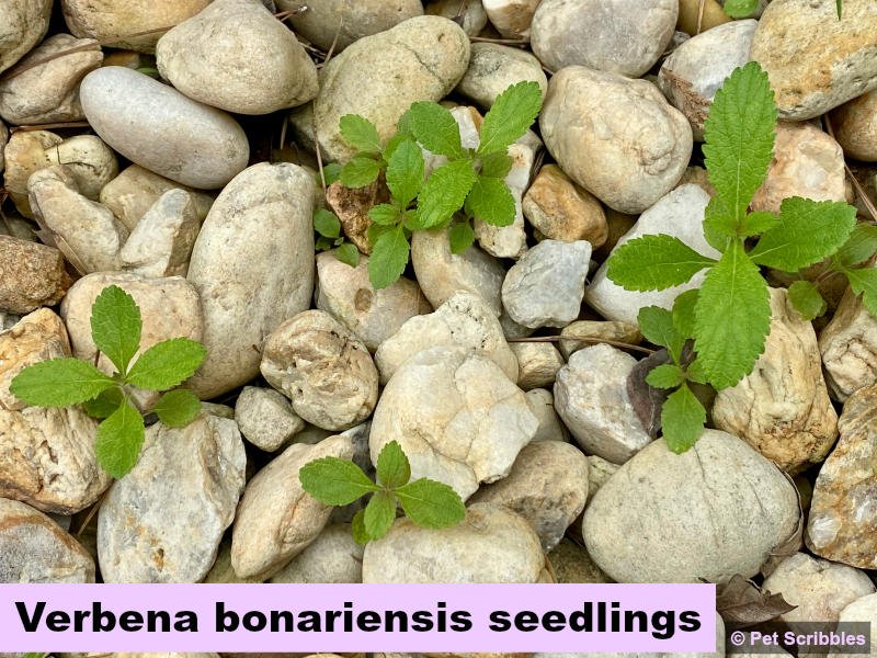 verbena bonariensis seedlings