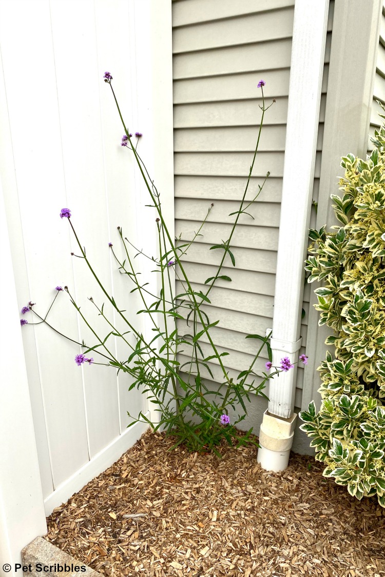 verbena planted in a dry area