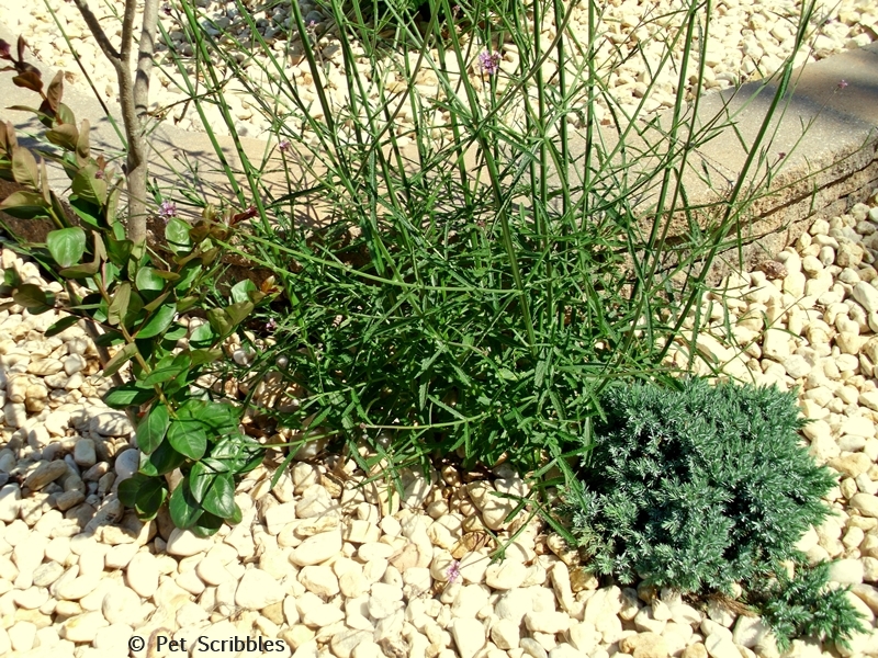 verbena plants with flower stalks growing up from the base of the plants