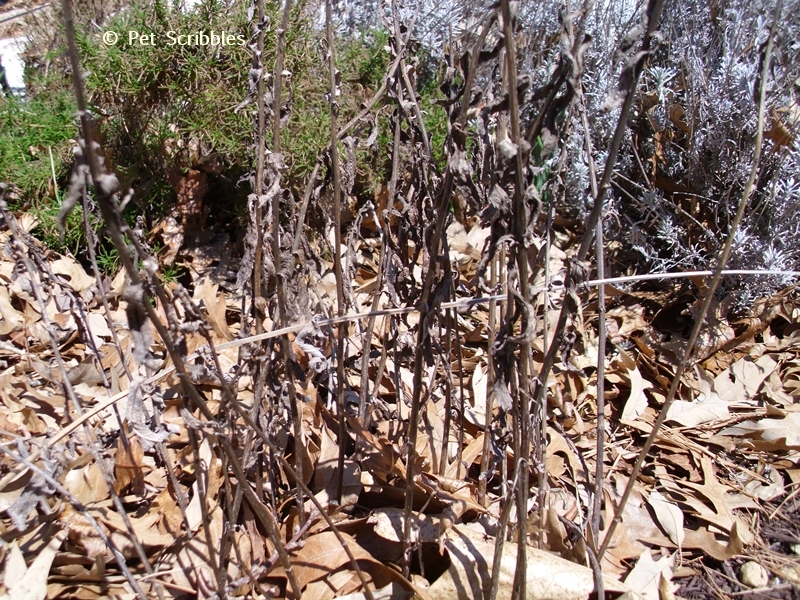 dried stalks of Verbena in the Winter garden