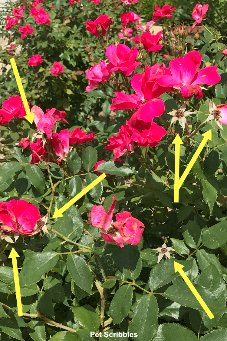 The yellow arrows point to what's left after each Knockout rose finishes blooming.