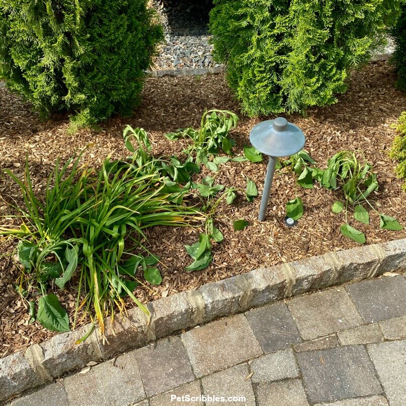 wilted black eyed susan transplants