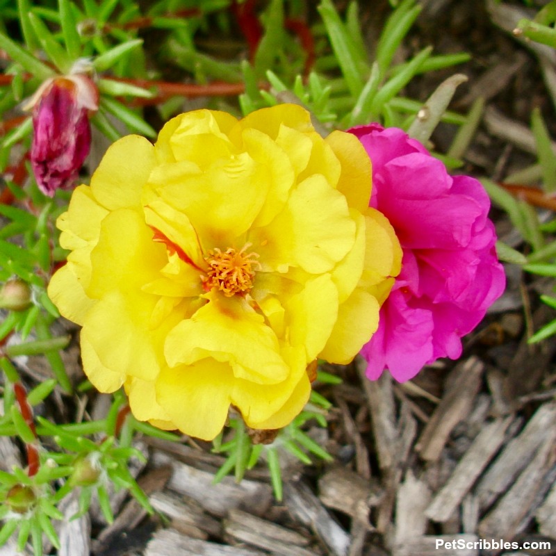 yellow and fuchsia portulaca flowers