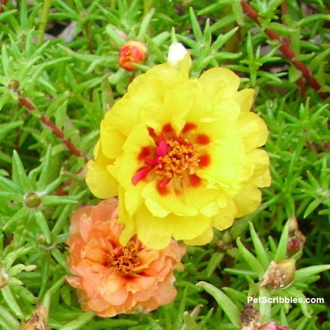 yellow and orange double flower rose moss