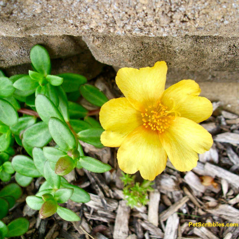 yellow portulaca moss rose seedling