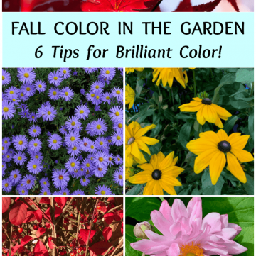 colorful examples of Fall color in the garden