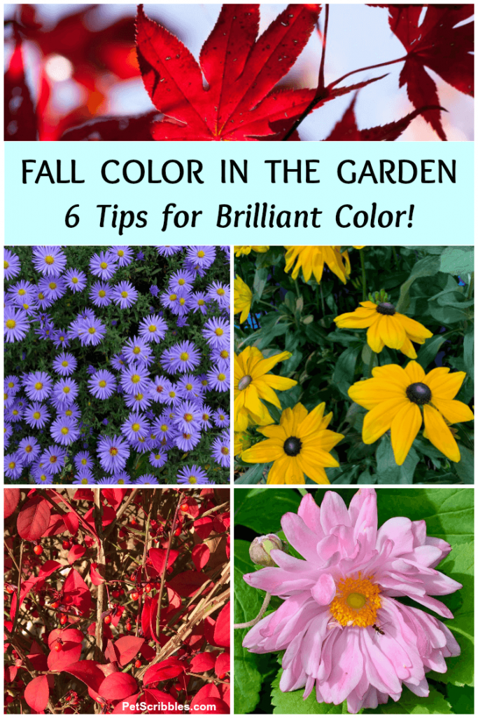 colorful examples of Fall color in the garden