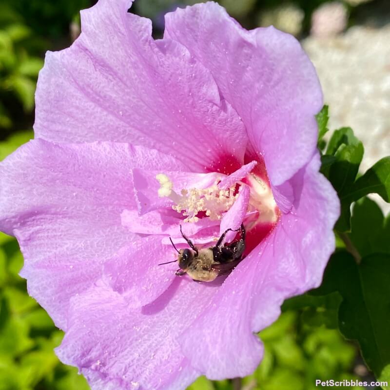 happy drunk bee on a Rose of Sharon covered in pollen