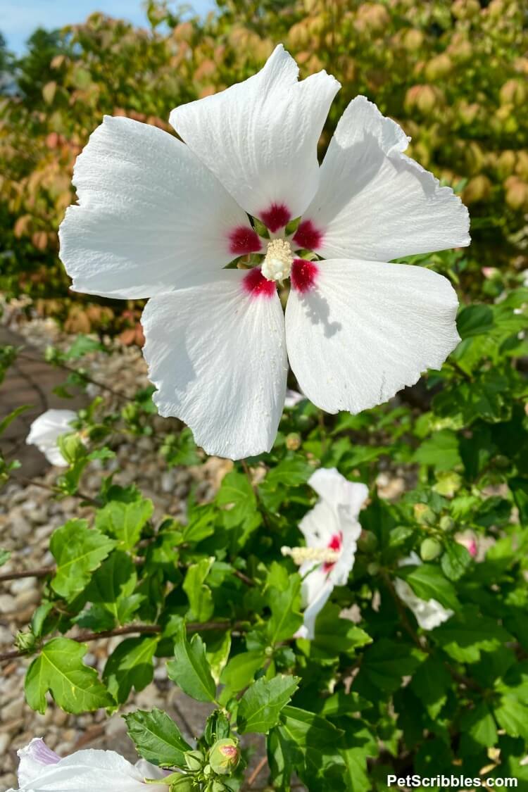 Helene Rose of Sharon flower