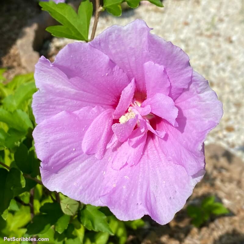 close up of Hibiscus syriacus Lavender Chiffon